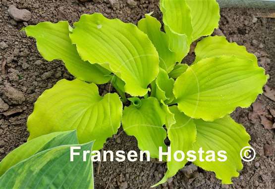 Hosta Seven Year Itch